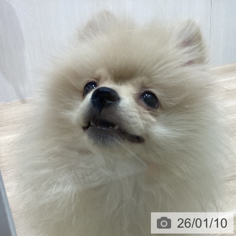 宮城県のポメラニアン (ペットプラス 名取店/2025年10月7日生まれ/男の子/クリーム)の子犬の4枚目の画像