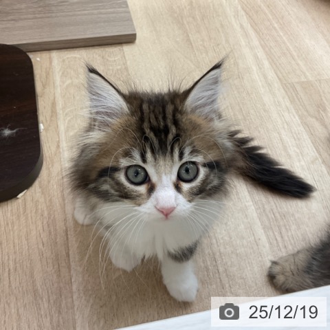 福岡県のメインクーン (ペットプラス ららぽーと福岡店/2025年10月8日生まれ/女の子/ブラウンタビーホワイト)の子猫の4枚目の画像