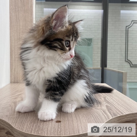 福岡県のメインクーン (ペットプラス ららぽーと福岡店/2025年10月8日生まれ/女の子/ブラウンタビーホワイト)の子猫の3枚目の画像