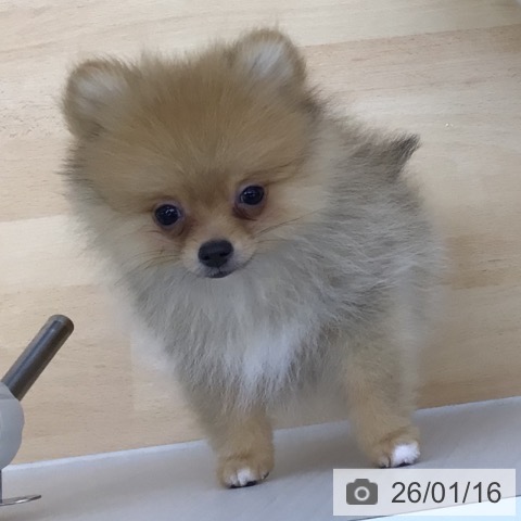 青森県のポメラニアン (ペットプラス 青森浜田店/2025年10月7日生まれ/男の子/オレンジ)の子犬の4枚目の画像