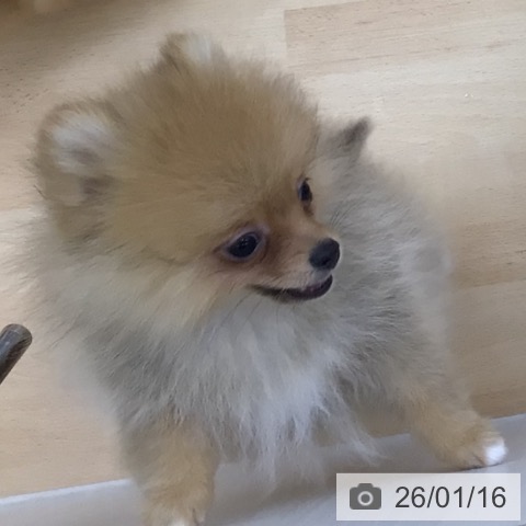 青森県のポメラニアン (ペットプラス 青森浜田店/2025年10月7日生まれ/男の子/オレンジ)の子犬の3枚目の画像