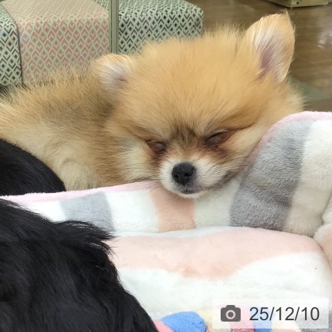 ポメラニアンの写真