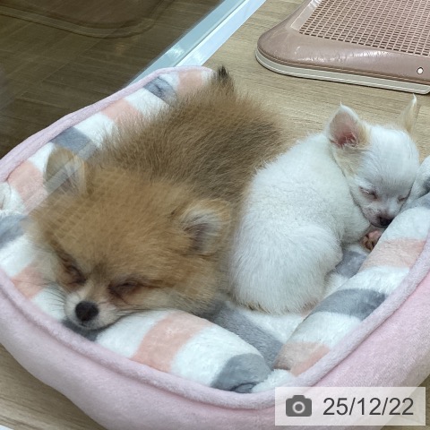 ポメラニアンの写真