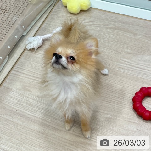 ポメラニアンの写真