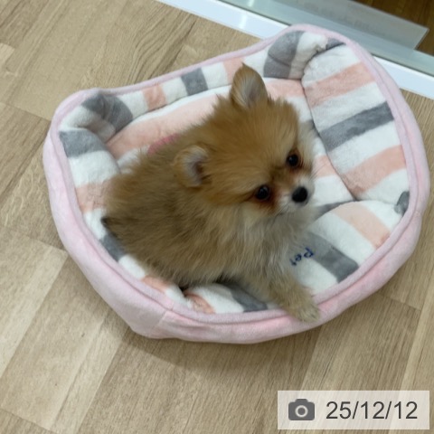 福島県のポメラニアン (ペットプラス 福島店/2025年10月7日生まれ/女の子/オレンジ)の子犬の3枚目の画像