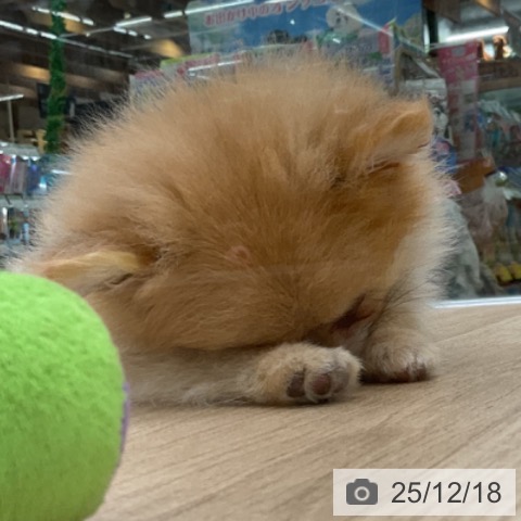 福島県のポメラニアン (ペットプラス 福島店/2025年10月7日生まれ/女の子/オレンジ)の子犬の4枚目の画像