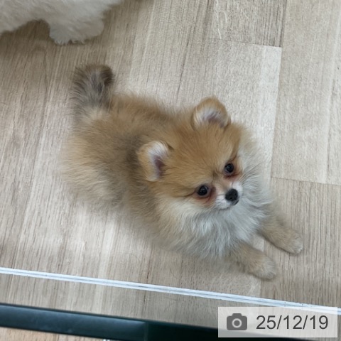 ポメラニアンの写真