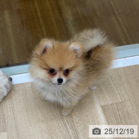 福島県のポメラニアン (ペットプラス 福島店/2025年10月7日生まれ/女の子/オレンジ)の子犬の3枚目の画像