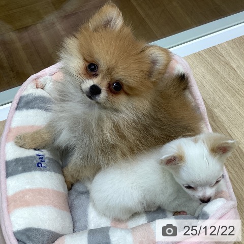 福島県のポメラニアン (ペットプラス 福島店/2025年10月7日生まれ/女の子/オレンジ)の子犬の3枚目の画像