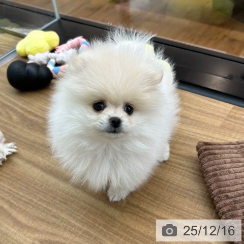 ポメラニアンの写真