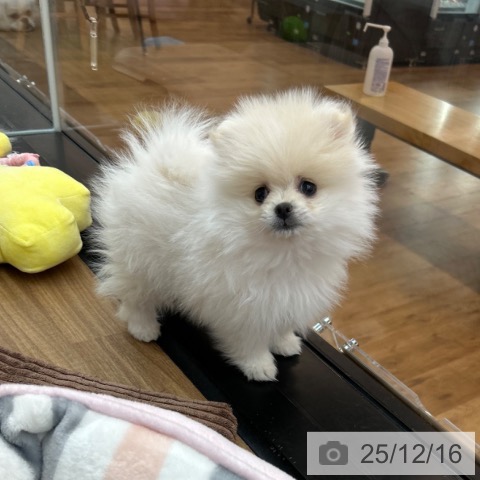 ポメラニアンの写真