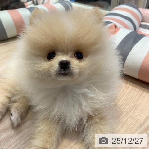 千葉県のポメラニアン (ペットプラス 幕張新都心店/2025年10月8日生まれ/男の子/クリーム)の子犬の3枚目の画像