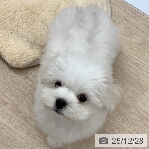 マルチーズの写真