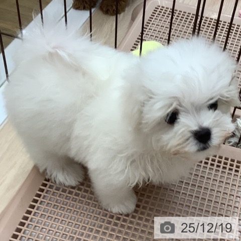 沖縄県のマルチーズ (ペットプラス 南風原店/2025年10月6日生まれ/男の子/ホワイト)の子犬の4枚目の画像