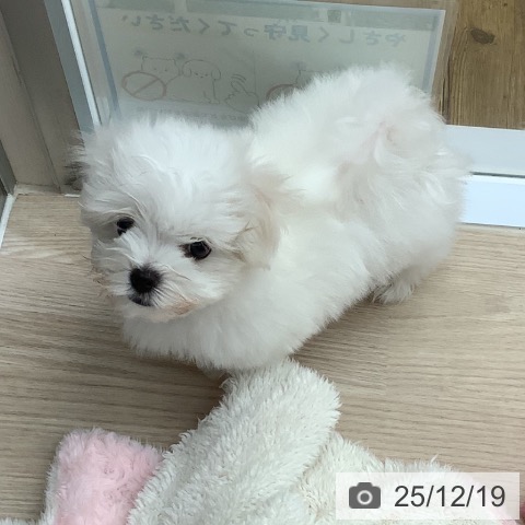 沖縄県のマルチーズ (ペットプラス 南風原店/2025年10月6日生まれ/男の子/ホワイト)の子犬の3枚目の画像