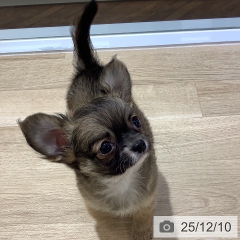 千葉県のチワワ(ロング) (ペットプラス 船橋店/2025年10月3日生まれ/男の子/レッドホワイト)の子犬の4枚目の画像