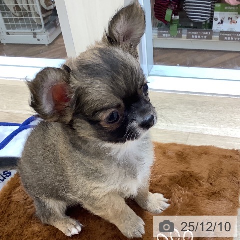 千葉県のチワワ(ロング) (ペットプラス 船橋店/2025年10月3日生まれ/男の子/レッドホワイト)の子犬の3枚目の画像