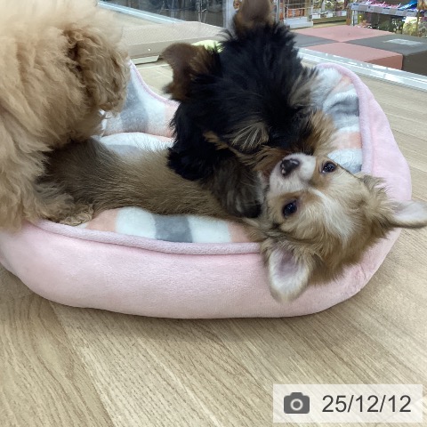 山梨県のチワワ(ロング) (ペットプラス 甲府国母店/2025年10月5日生まれ/女の子/フォーンホワイト)の子犬の4枚目の画像