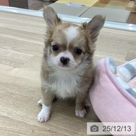 山梨県のチワワ(ロング) (ペットプラス 甲府国母店/2025年10月5日生まれ/女の子/フォーンホワイト)の子犬の3枚目の画像