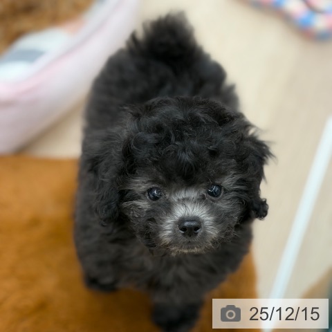 京都府のトイプードル(トイ) (ペットプラス 京都桂川店/2025年10月7日生まれ/男の子/シルバー)の子犬の4枚目の画像