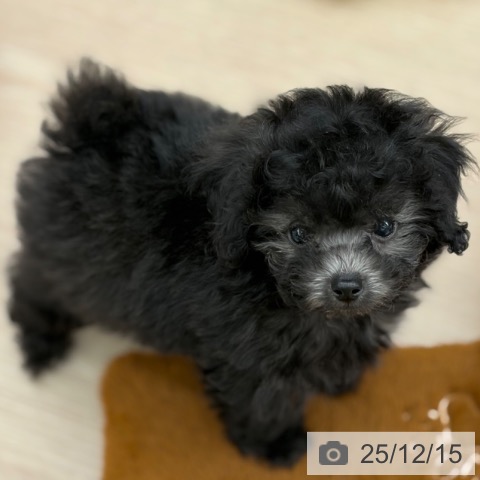 京都府のトイプードル(トイ) (ペットプラス 京都桂川店/2025年10月7日生まれ/男の子/シルバー)の子犬の3枚目の画像