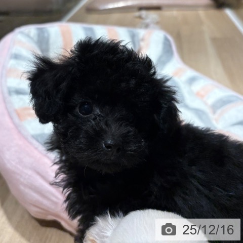 兵庫県のトイプードル(トイ) (ペットプラス 神戸三宮店/2025年10月7日生まれ/女の子/ブラック)の子犬の4枚目の画像