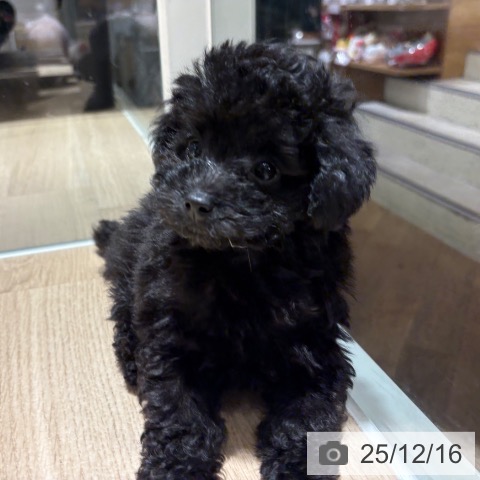 兵庫県のトイプードル(トイ) (ペットプラス 神戸三宮店/2025年10月7日生まれ/女の子/ブラック)の子犬の3枚目の画像