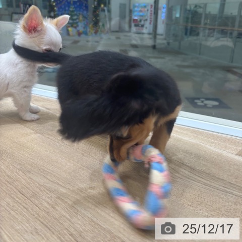 大阪府のミニチュアダックスフンド(ロング) (ペットプラス 堺北花田店/2025年10月6日生まれ/女の子/ブラックタン)の子犬の4枚目の画像