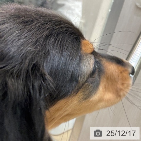 大阪府のミニチュアダックスフンド(ロング) (ペットプラス 堺北花田店/2025年10月6日生まれ/女の子/ブラックタン)の子犬の3枚目の画像