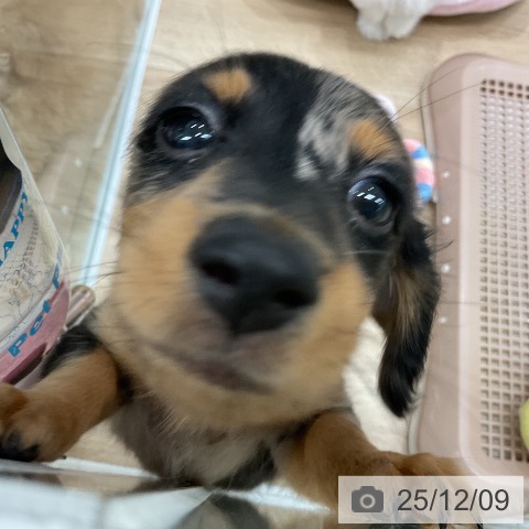 ミニチュア・ダックスフンドの写真