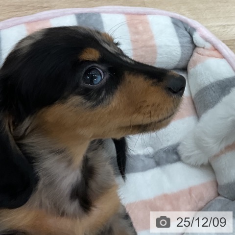 ミニチュア・ダックスフンドの写真