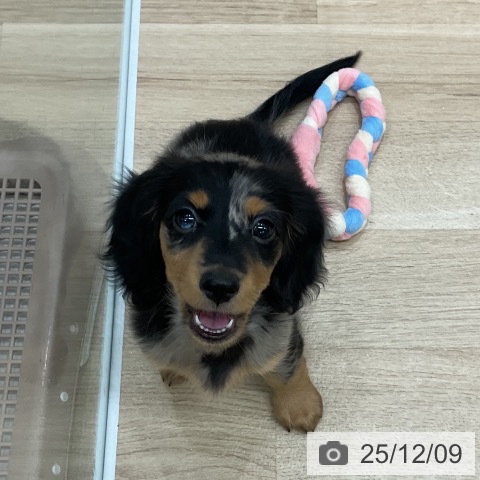 ミニチュア・ダックスフンドの写真