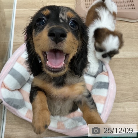 ミニチュア・ダックスフンドの写真