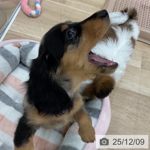 ミニチュア・ダックスフンドの写真