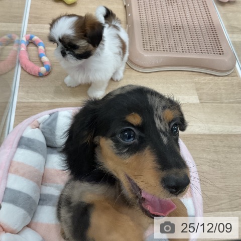 ミニチュア・ダックスフンドの写真