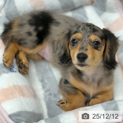 ミニチュア・ダックスフンドの写真