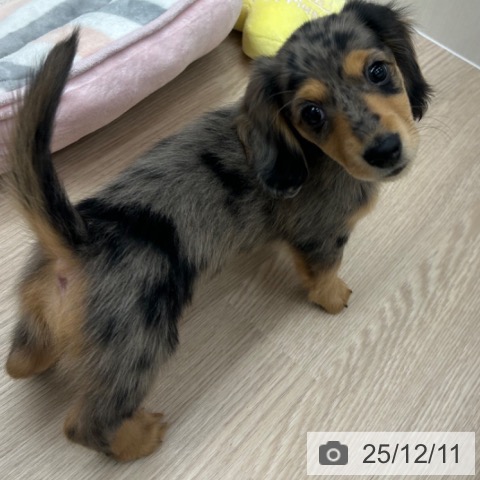 ミニチュア・ダックスフンドの写真