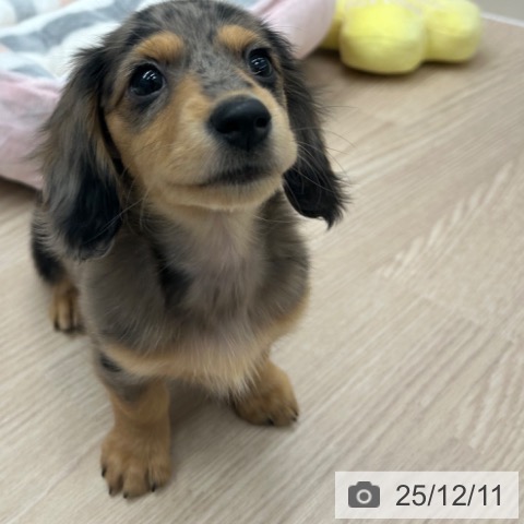 ミニチュア・ダックスフンドの写真