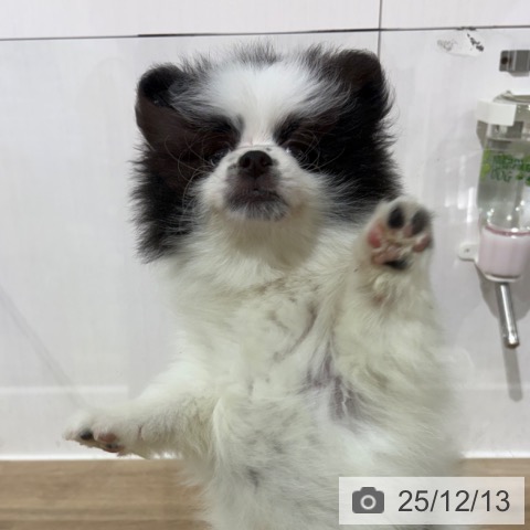 埼玉県のポメラニアン (ペットプラス 所沢店/2025年10月7日生まれ/男の子/パーティーカラー)の子犬の4枚目の画像