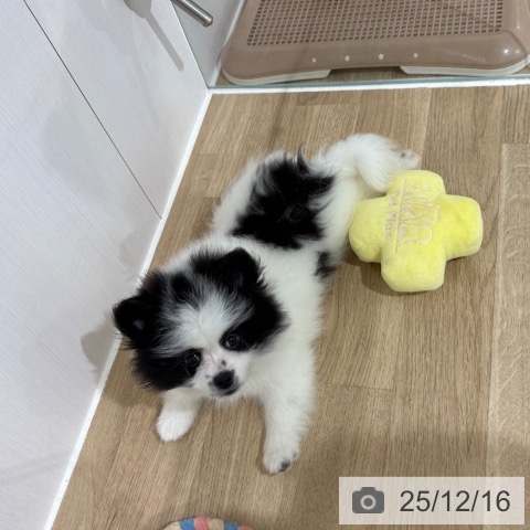 埼玉県のポメラニアン (ペットプラス 所沢店/2025年10月7日生まれ/男の子/パーティーカラー)の子犬の3枚目の画像