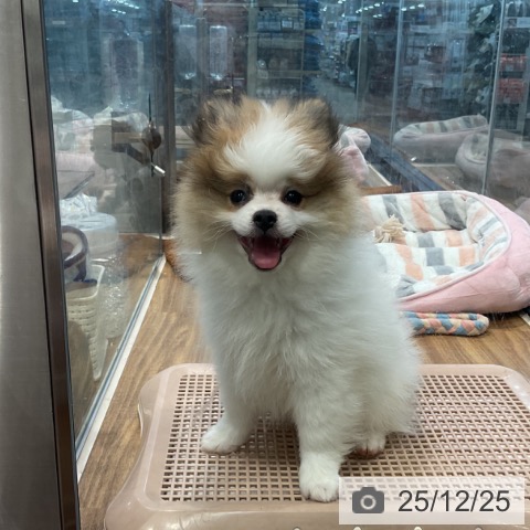 埼玉県のポメラニアン (ペッツワン 新座店/2025年10月7日生まれ/男の子/パーティーカラー)の子犬の3枚目の画像