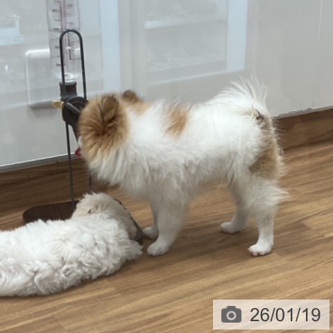 群馬県のポメラニアン (ペットプラス イオンモール太田店/2025年10月7日生まれ/男の子/パーティーカラー)の子犬の3枚目の画像