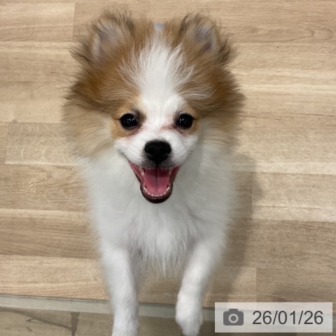 群馬県のポメラニアン (ペットプラス イオンモール太田店/2025年10月7日生まれ/男の子/パーティーカラー)の子犬の4枚目の画像