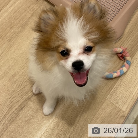 群馬県のポメラニアン (ペットプラス イオンモール太田店/2025年10月7日生まれ/男の子/パーティーカラー)の子犬の3枚目の画像