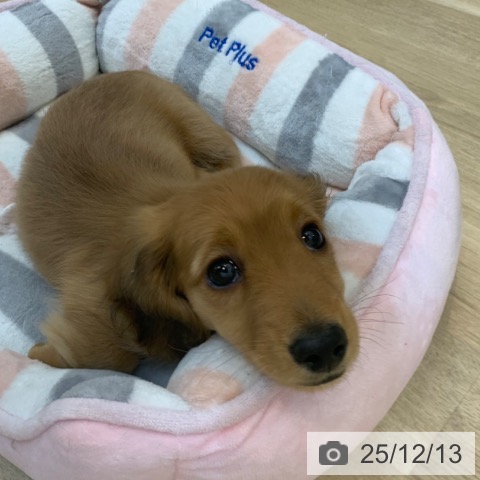 京都府のミニチュアダックスフンド(ロング) (ペットプラス 久御山店/2025年10月6日生まれ/男の子/レッド)の子犬の4枚目の画像