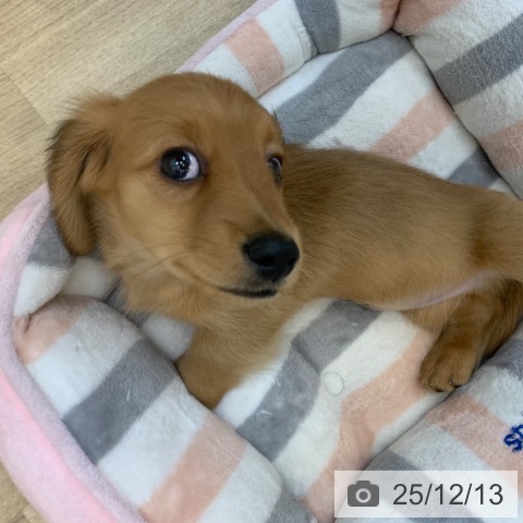 京都府のミニチュアダックスフンド(ロング) (ペットプラス 久御山店/2025年10月6日生まれ/男の子/レッド)の子犬の3枚目の画像