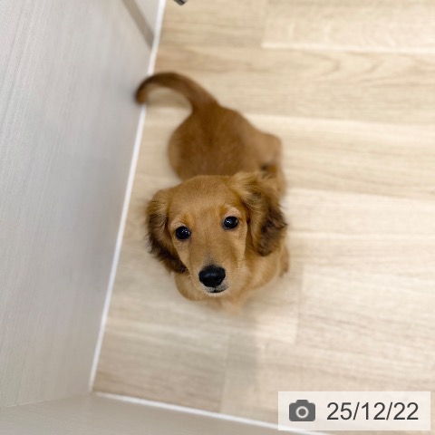 京都府のミニチュアダックスフンド(ロング) (ペットプラス 久御山店/2025年10月6日生まれ/男の子/レッド)の子犬の3枚目の画像