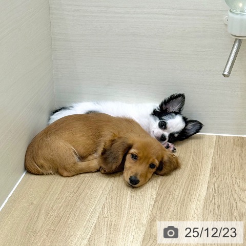 京都府のミニチュアダックスフンド(ロング) (ペットプラス 久御山店/2025年10月6日生まれ/男の子/レッド)の子犬の3枚目の画像