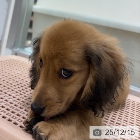 ミニチュア・ダックスフンドの写真