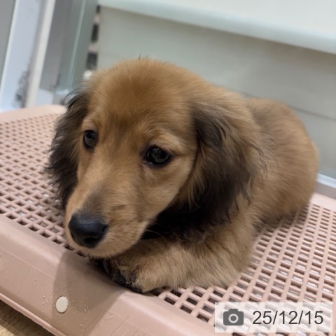 ミニチュア・ダックスフンドの写真